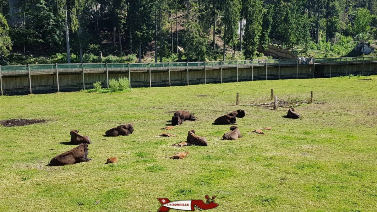 Des bisons et le parcours surélevé au Juraparc.