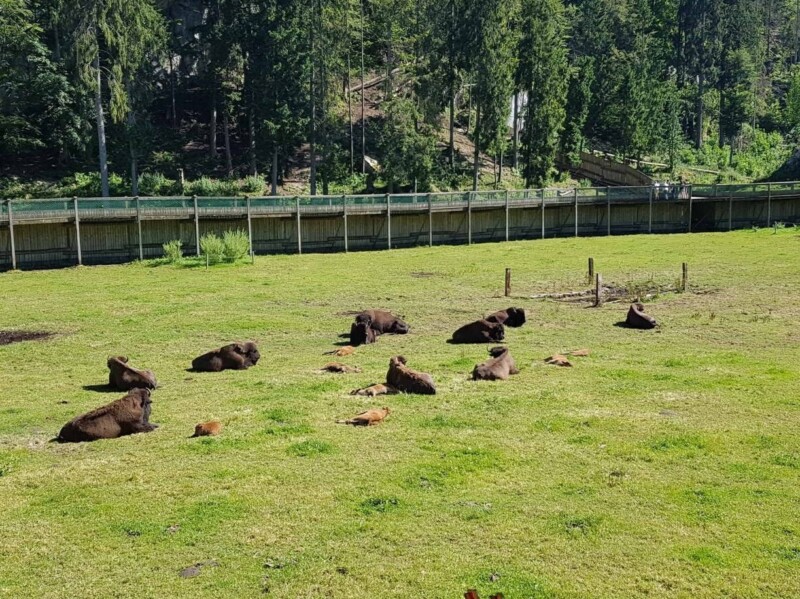 Des bisons d'amérique dans la longue partie centrale du zoo. Des bisons d'amérique dans la longue partie centrale du zoo.