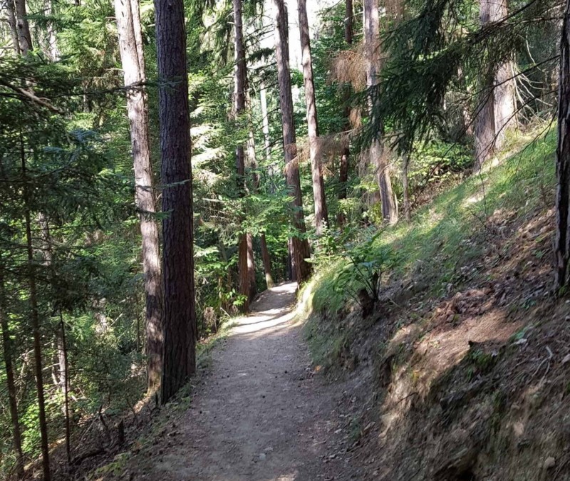 Le sentier pédestre dans la forêt.