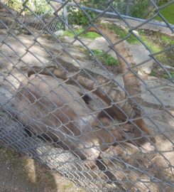 🐅🏊 Zoo et Piscine des Marécottes