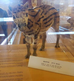 🐎 Musée Suisse du Cheval – La Sarraz