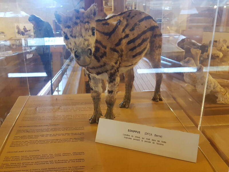 L'ancêtre du cheval au musée Suisse du cheval