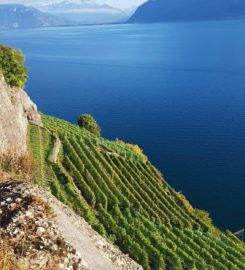 🚜 Lavaux Express Cully