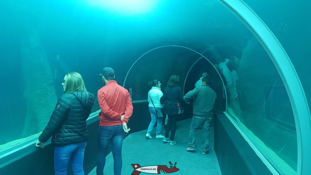 Un passage sous un aquarium à Aquatis sur les hauts de Lausanne.