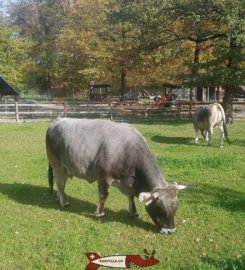 🚤🗼🐐 Parc, Lac, Tour et Mini-Zoo de Sauvabelin – Lausanne