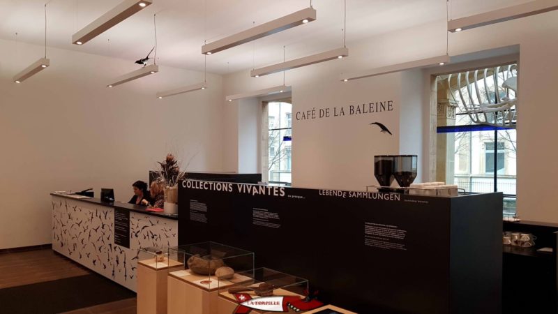 la cafétéria, le "café de la baleine" au musée d'histoire naturelle de Neuchâtel