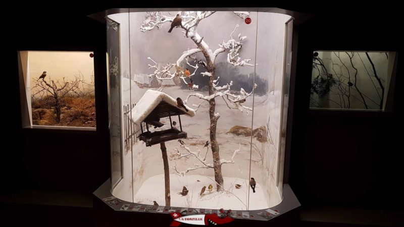 Une vitrine permettant d'écouter le son des différents oiseaux présentés au musée d'histoire naturelle de Neuchâtel