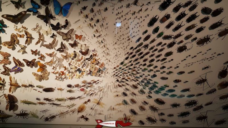 magnifique tableau où sont épinglés des centaines d'insectes au musée d'histoire naturelle de Neuchâtel
