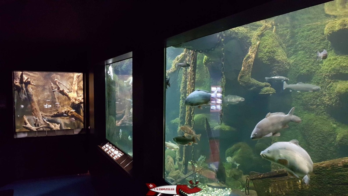 Les cinq aquariums du musée du Léman.