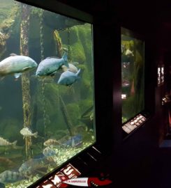 🖼️🐟 Musée du Léman et Aquarium Nyon