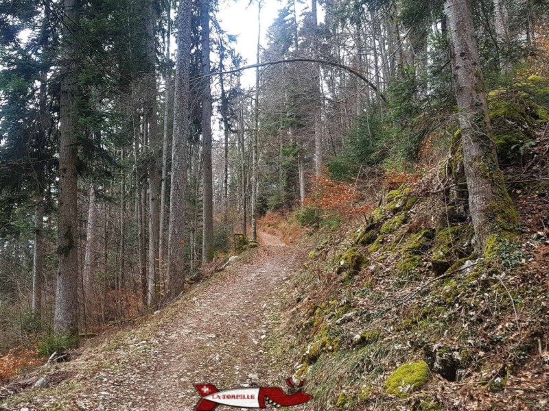 Le chemin dans la forêt.
