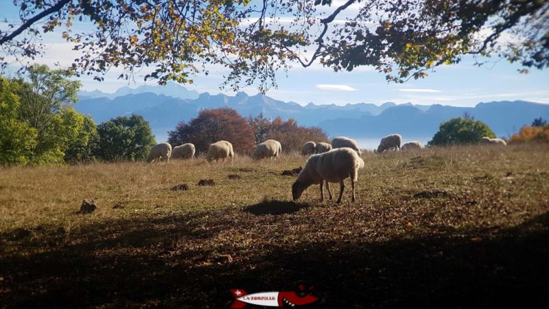 Vue sur les alpes avec un champs occupé par des moutons après être monté avec le Téléphérique du Salève