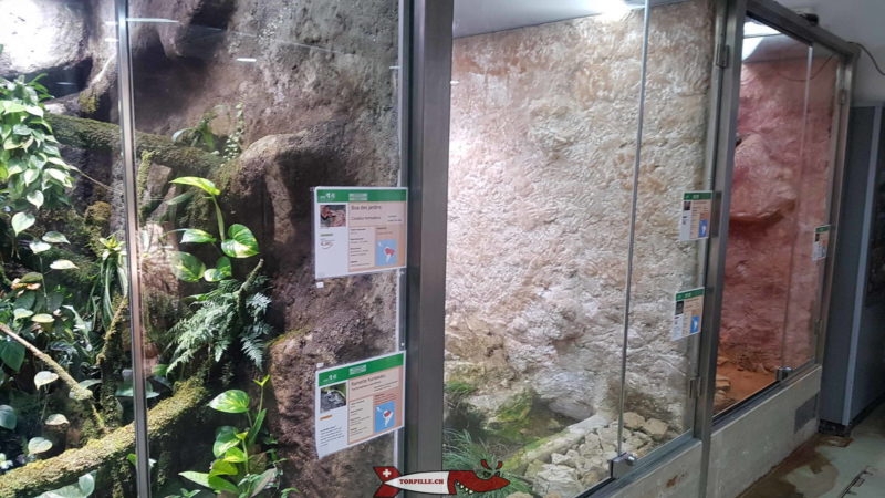 Des terrariums contenant des serpents au vivarium du zoo du bois du petit-chateau
