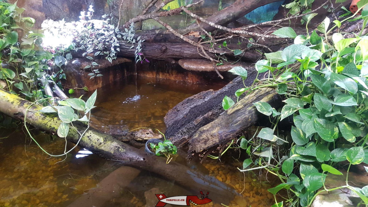 Un petit crocodile au vivarium du zoo du Bois du Petit-Château.