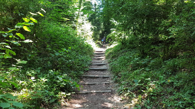 les escaliers dans la forêt pour aller à la tine de Conflens