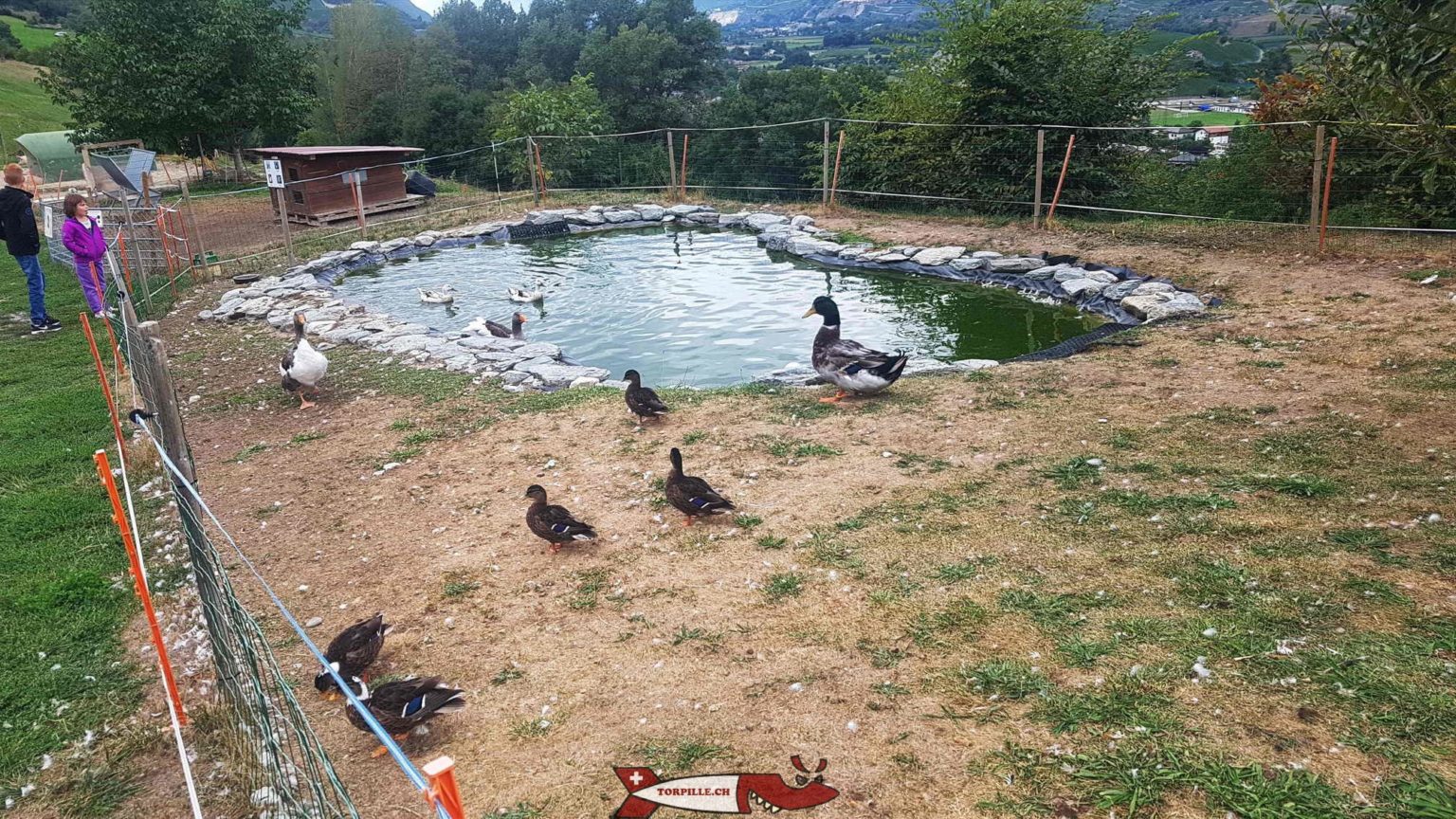 La Ferme Aux Canards Du Bois Bareirou