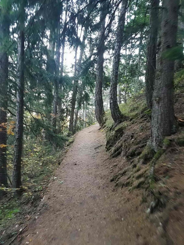le chemin dans la forêt pour accéder à la statue du Christ-Roi