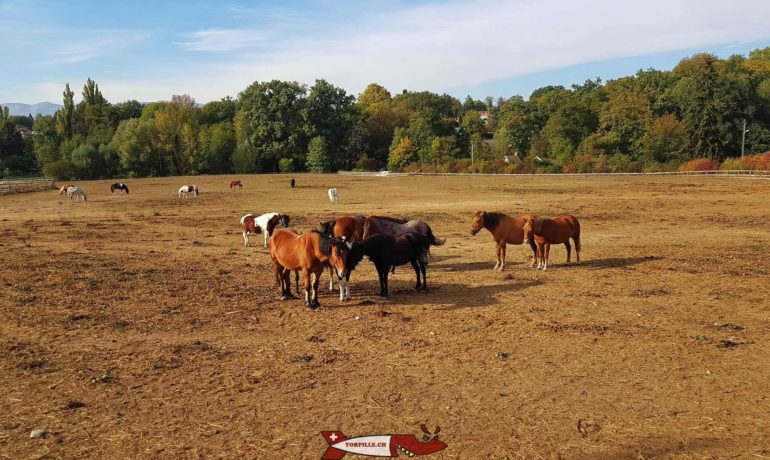 🐐 Ferme de la Gavotte Lancy