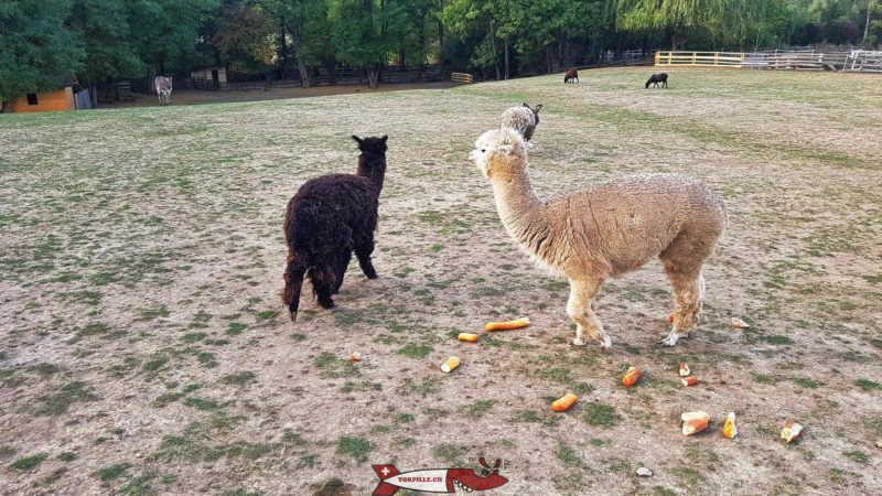 Lamas et Alpagas à la ferme de la Gavotte