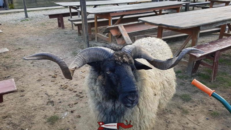 mouton d'Ouessant à la ferme de la Gavotte