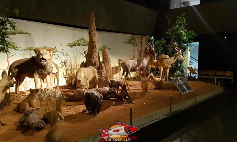 🐎 Muséum d’Histoire Naturelle de Genève