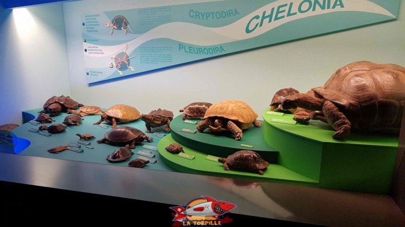 tortues présentés au deuxième étage du muséum d'histoire naturelle de Genève