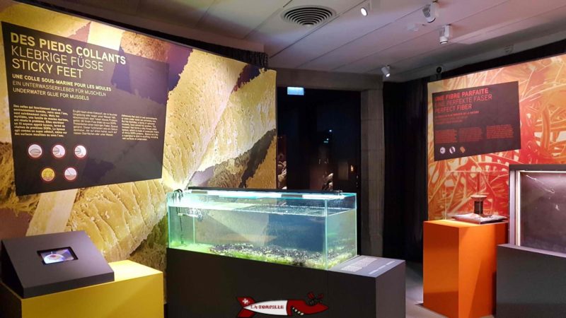 exposition temporaire au milieu de l'exposition permanente du musée d'histoire naturelle de fribourg