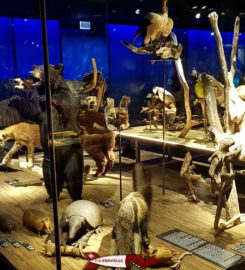🐎 Musée d’Histoire Naturelle de Fribourg