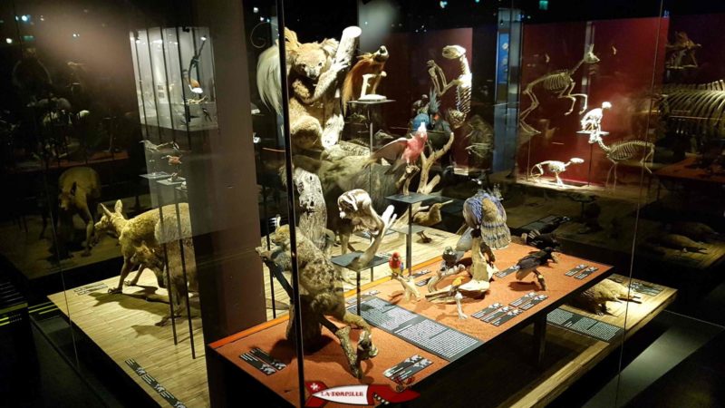 animaux d'océanie au musée d'histoire naturelle de Fribourg