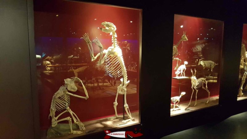 squelettes au musée d'histoire naturelle de Fribourg