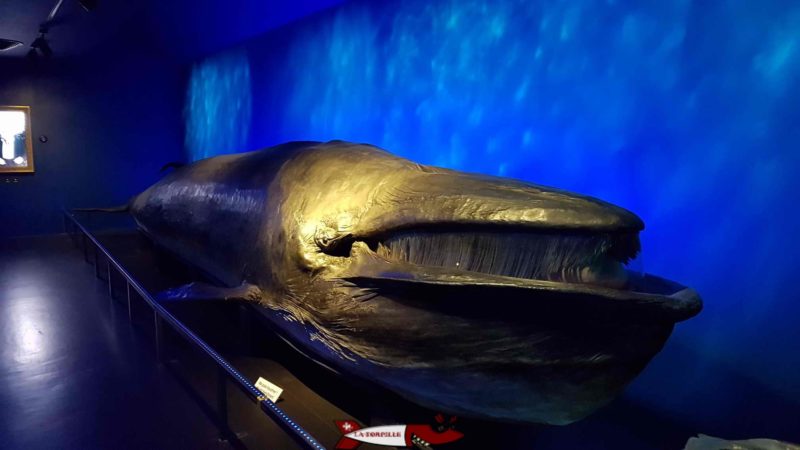 baleine au musée d'histoire naturelle de Fribourg