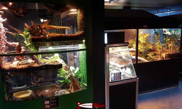 🐊 Vivarium de Meyrin