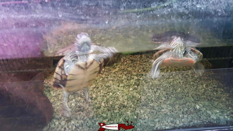 Les tortues au vivarium de meyrin