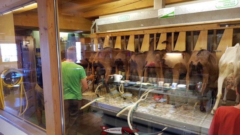 La traite des chèvres que l'on peut voir à travers une vitre en face du magasin.