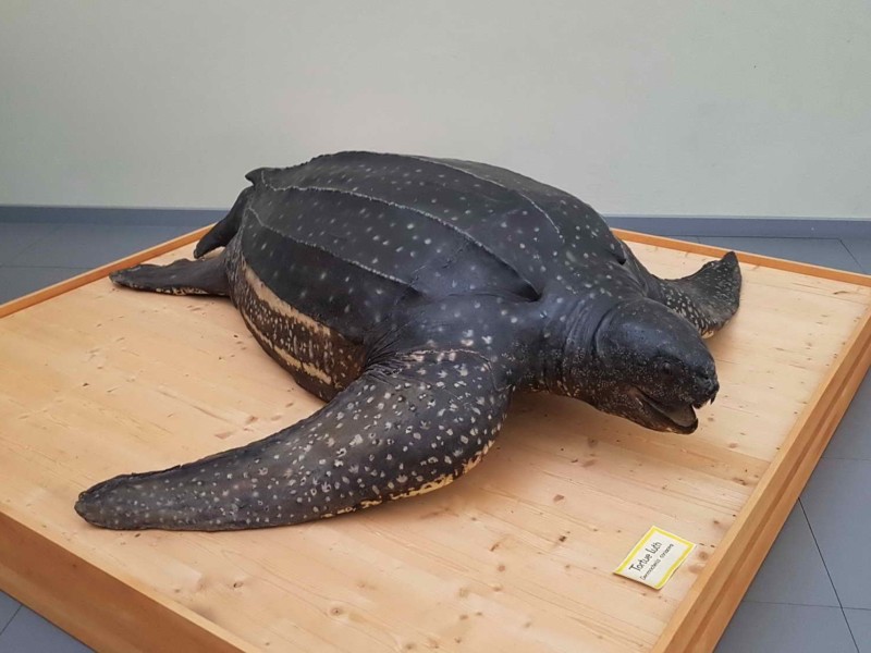 Une tortue Luth, l'espèce de tortue la plus grande existante sur terre.