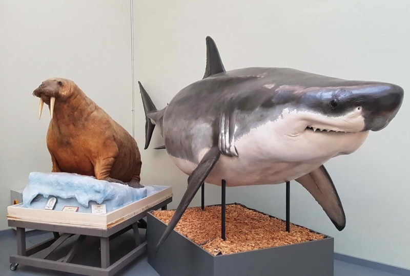 Le fameux requin blanc, star du musée.