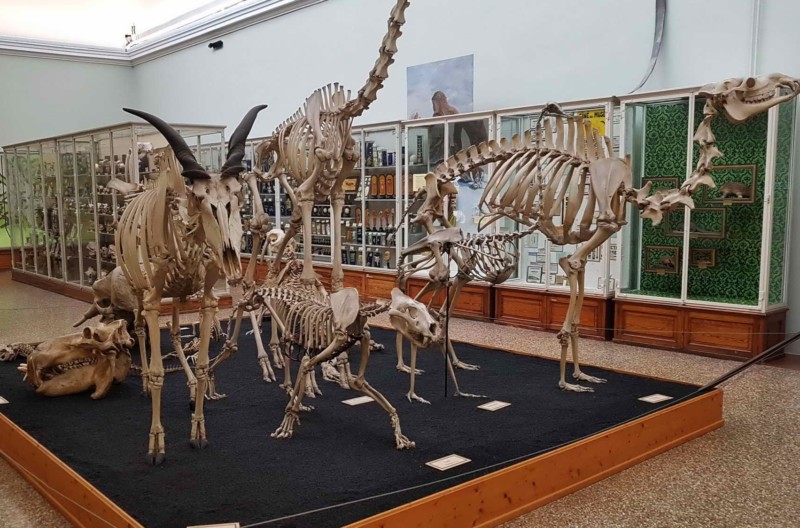 Des squelettes de grands animaux.