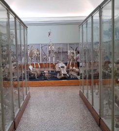 🐎 Musée de Zoologie de Lausanne