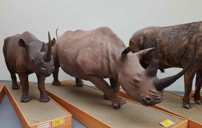 Deux rhinocéros.
