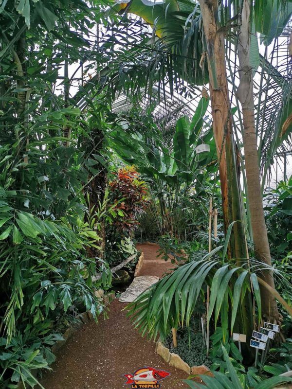 L'intérieur tropical d'une serre. jardin botanique geneve