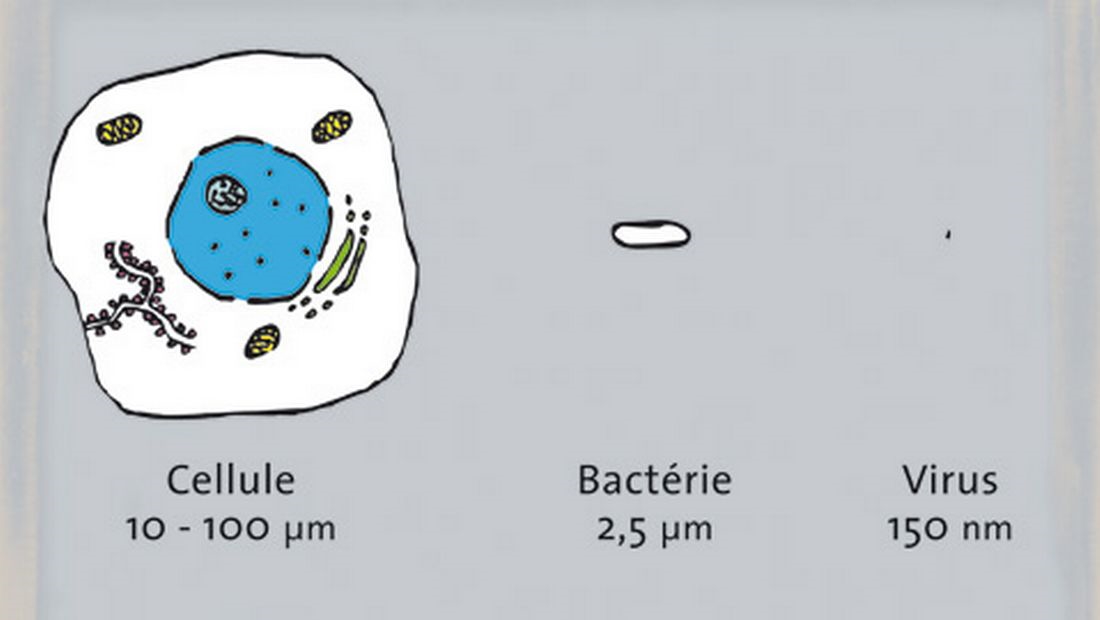 La différence de taille entre une cellule, une bactérie et un virus.