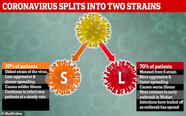 Les deux souches (strains) du coronavirus.