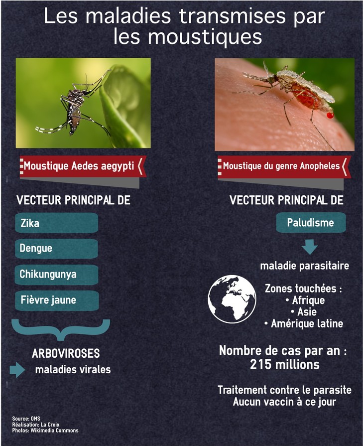 Un dessin montrant les virus propagés par les moustiques. Le paludisme ou malaria n'est pas propagée par un virus mais par un parasite.