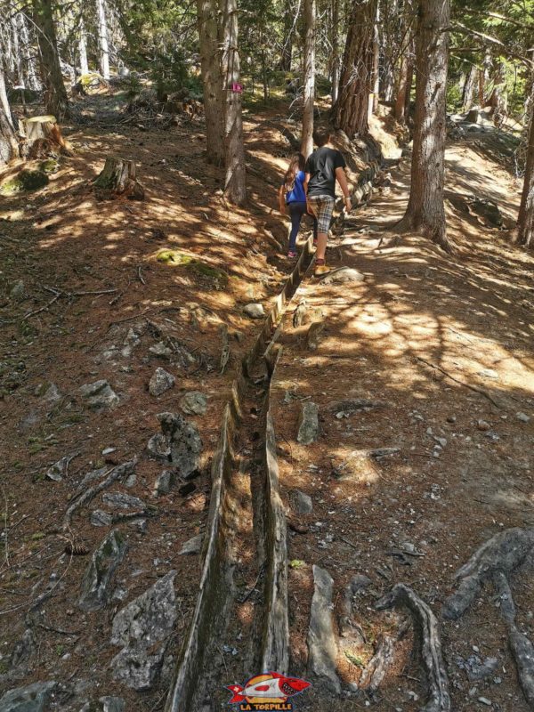 Le bisse ici canalisé dans un bazot, un tronc en mélèze creusé avec un hache spéciale appelée herminette. bisse de tsa creta