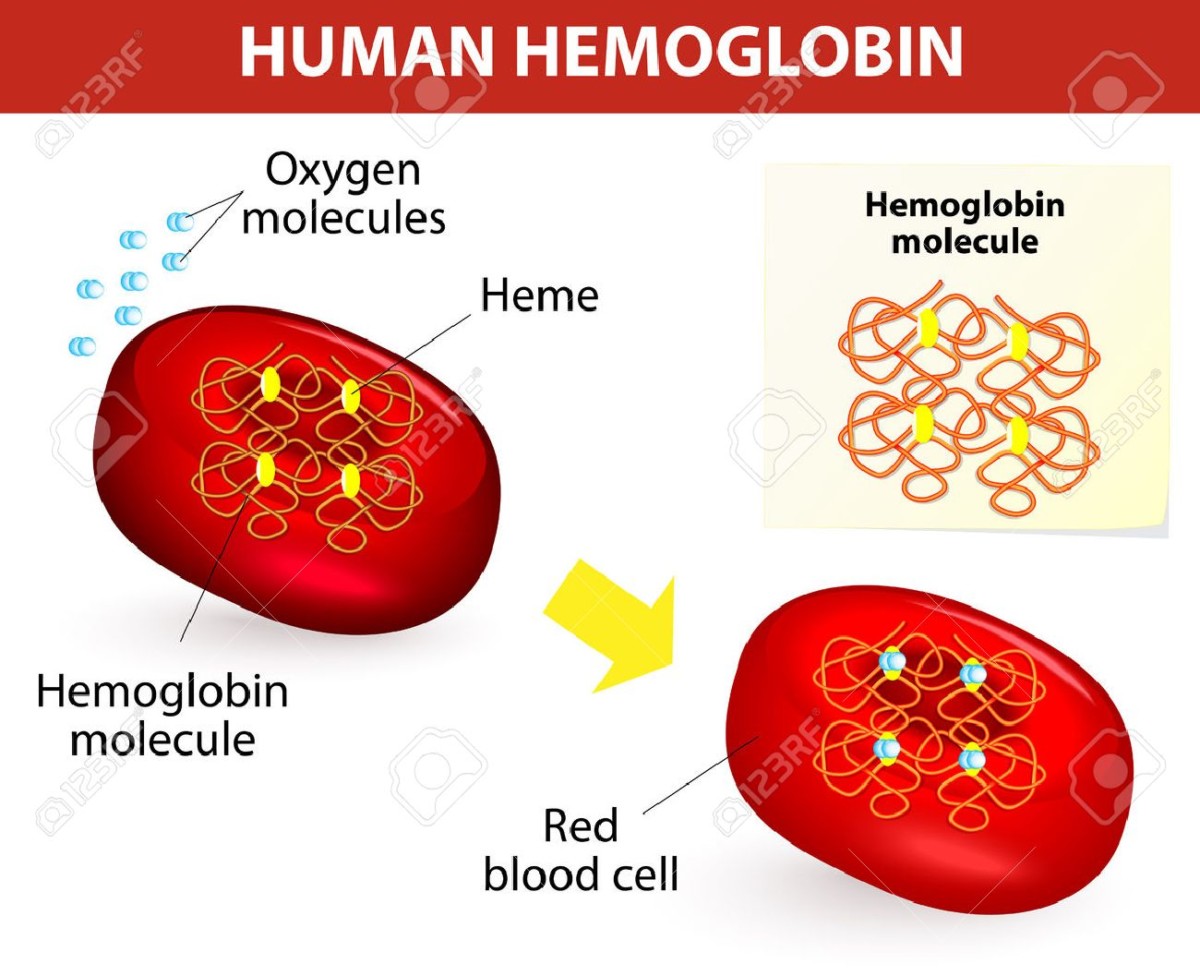 Un schéma montrant la structure de l'hémoglobine sur un globule rouge. les molécules d'oxygène se fixent aux atomes de fer de l’hémoglobine