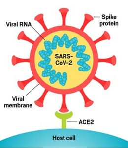 Le coronavirus  pénétré dans une cellule grâce à sa pointe qui se fixe sur le récepteur ACE2 de la cellule.