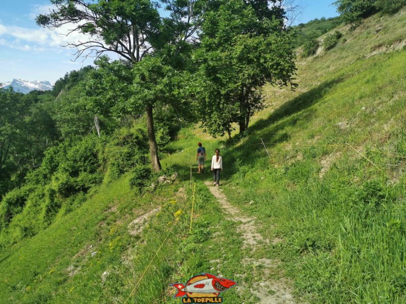 Après le passage par Brignon, le chemin suit des paturages le long du bisse de Baar.