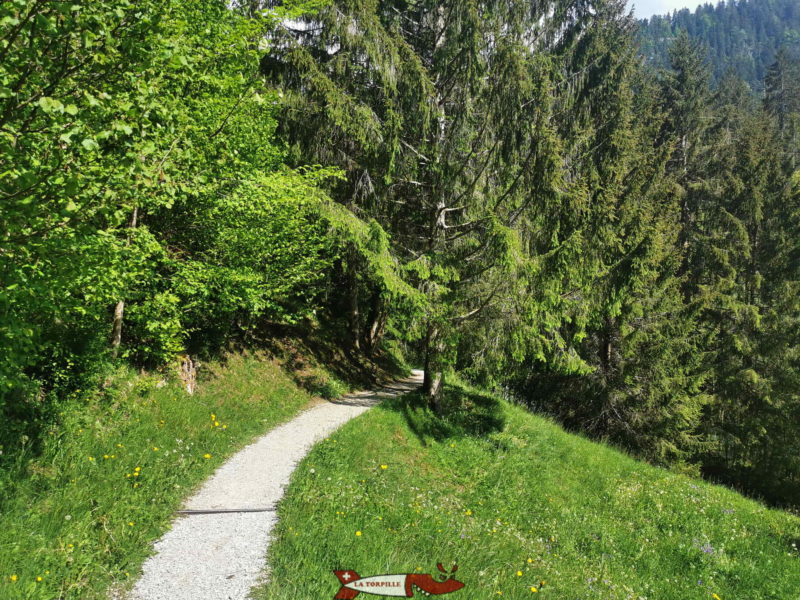 Le chemin qui guide la route goudronnée pour entrer dans le forêt.