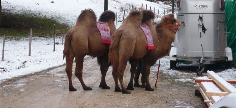 Les chameaux du Mini Zoo Zahir.
