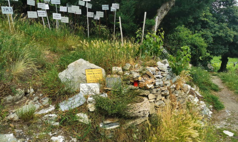 🍃 Vigne à Farinet – Saillon